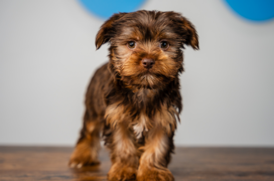 Yorkshire Terrier Pup Being Cute