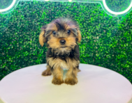 11 week old Yorkshire Terrier Puppy For Sale - Puppy Love PR