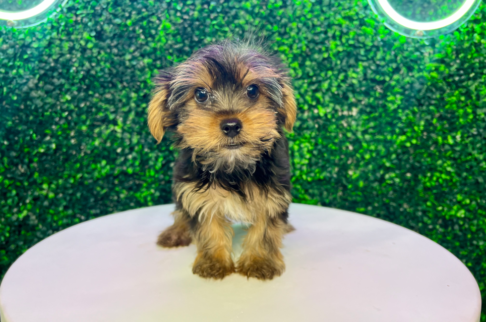 11 week old Yorkshire Terrier Puppy For Sale - Puppy Love PR