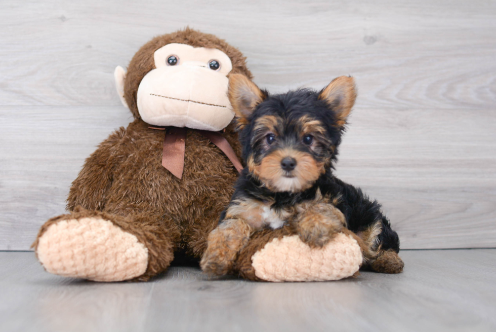 Fluffy Yorkie Purebred Puppy