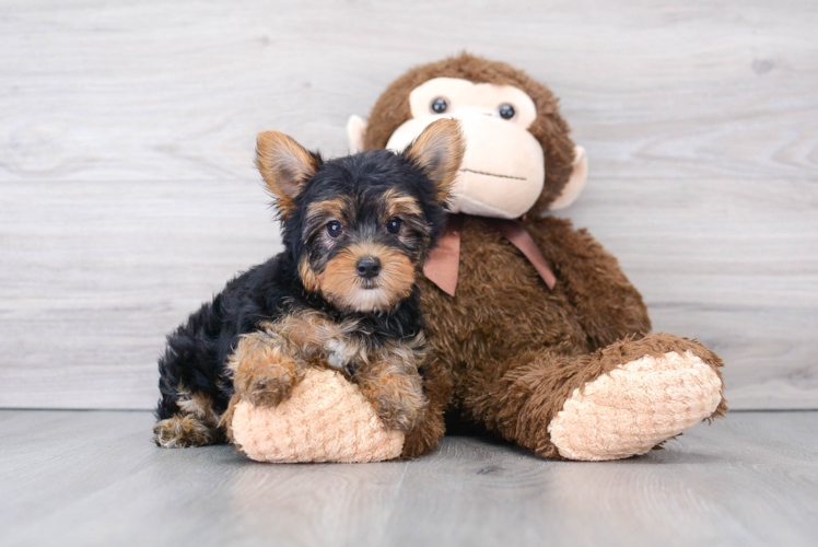 Akc Registered Yorkshire Terrier Baby