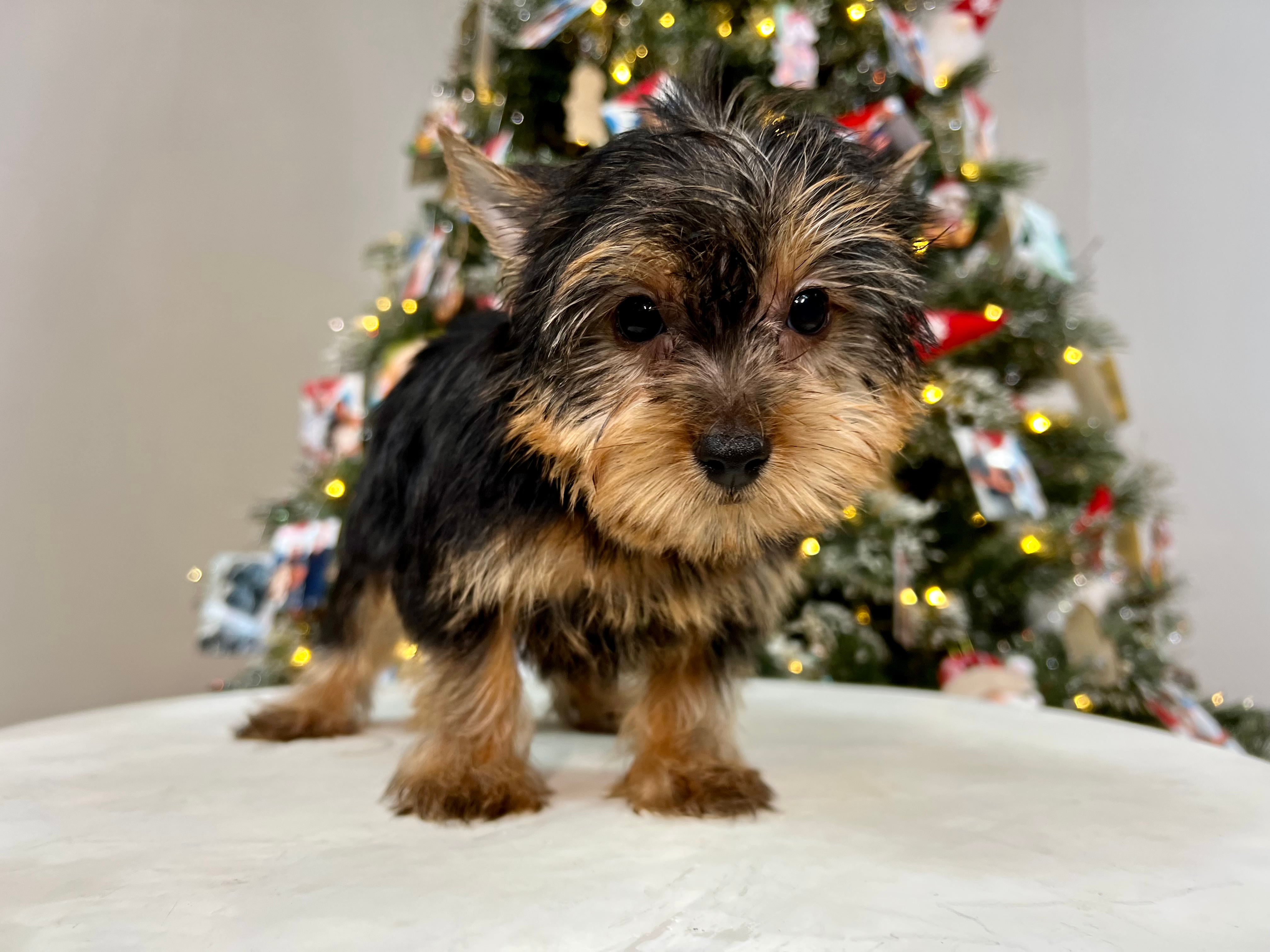 Cute Yorkshire Terrier Purebred Pup