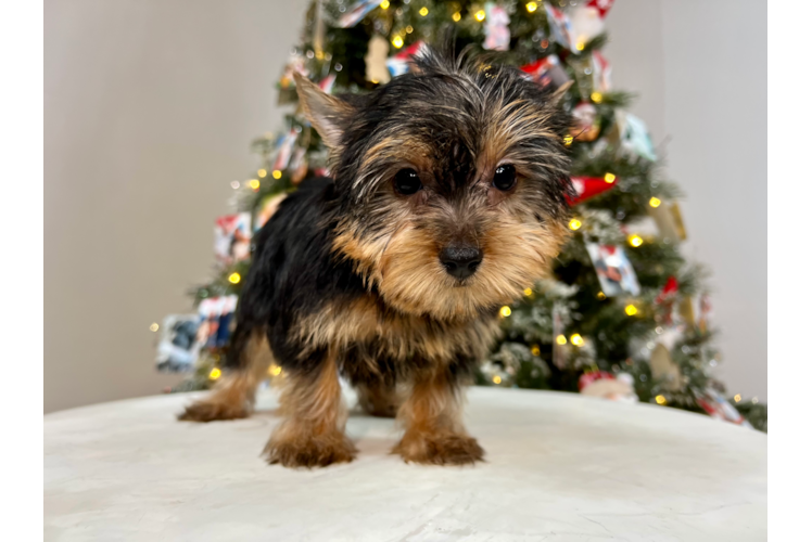 Cute Yorkshire Terrier Purebred Pup