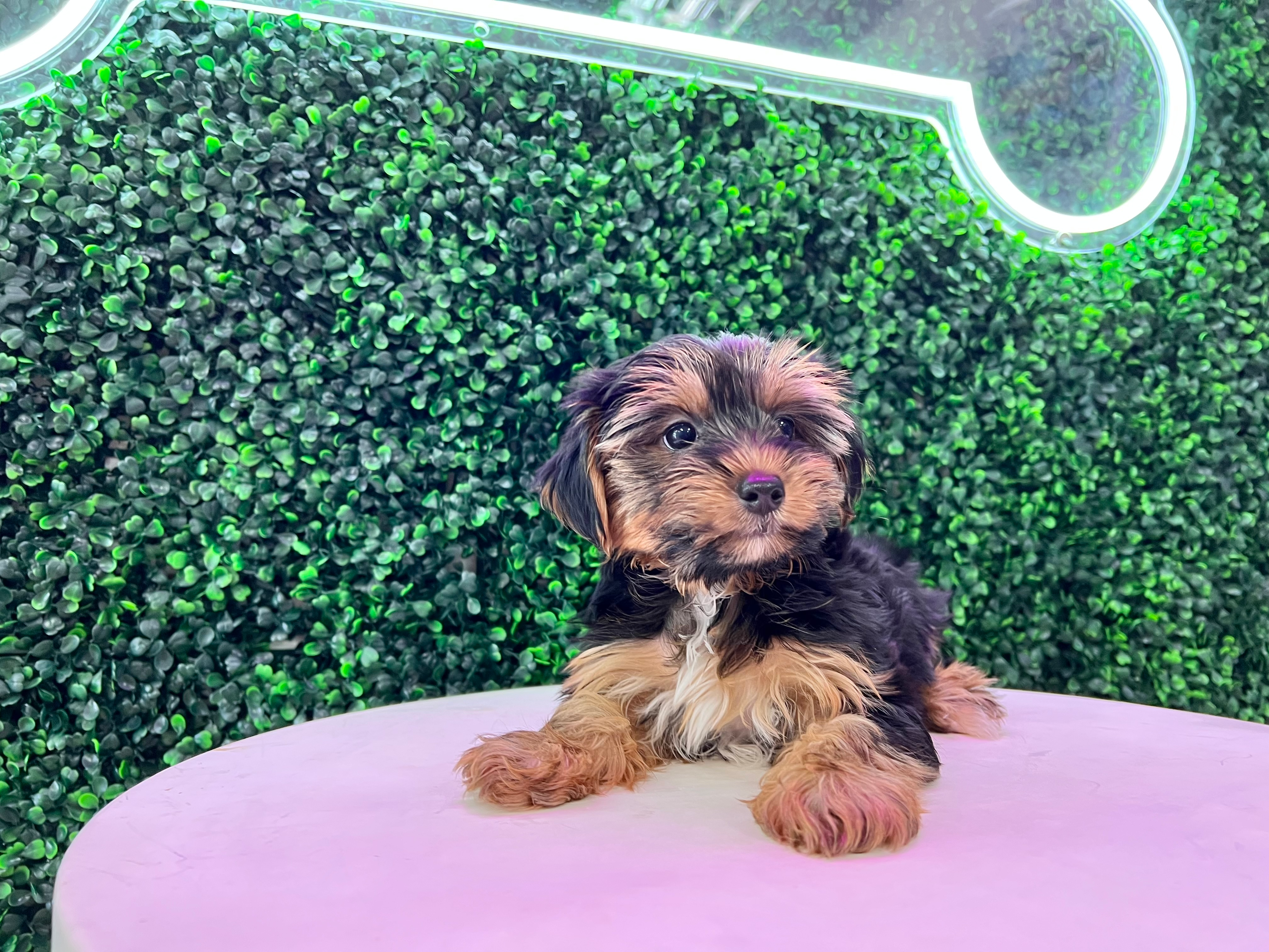 Cute Yorkshire Terrier Baby