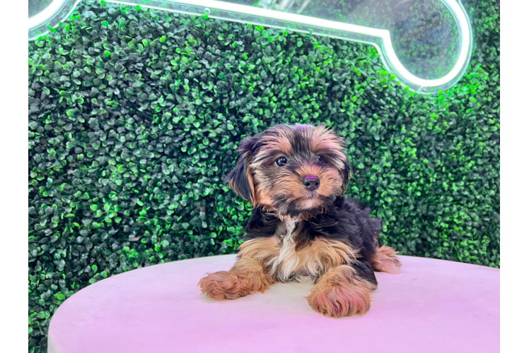Meet Izzie - our Yorkshire Terrier Puppy Photo 1/5 - Puppy Love PR Cute Yorkshire Terrier Baby