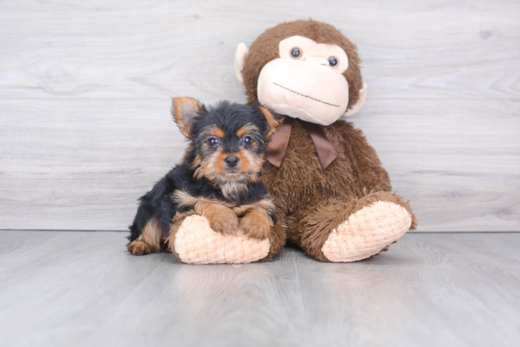 Meet Izzie - our Yorkshire Terrier Puppy Photo 1/2 - Puppy Love PR Best Yorkshire Terrier Baby
