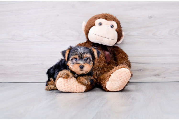 Meet Jeremy - our Yorkshire Terrier Puppy Photo 1/3 - Puppy Love PR Best Yorkshire Terrier Baby