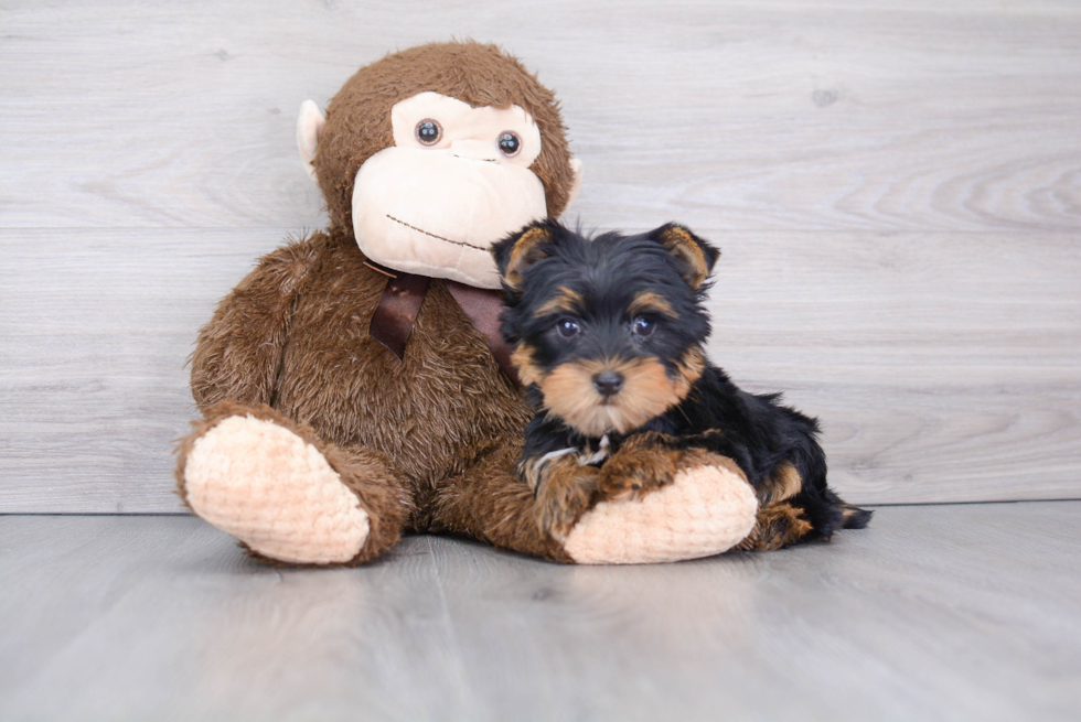 Yorkshire Terrier Puppy for Adoption