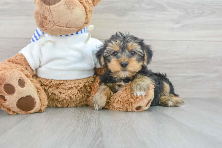 Meet Lebron - our Yorkshire Terrier Puppy Photo 1/3 - Puppy Love PR Yorkshire Terrier Pup Being Cute