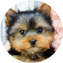 Yorkshire Terrier Puppy For Sale - Puppy Love PR Yorkshire Terrier Puppy For Sale - Puppy Love PR