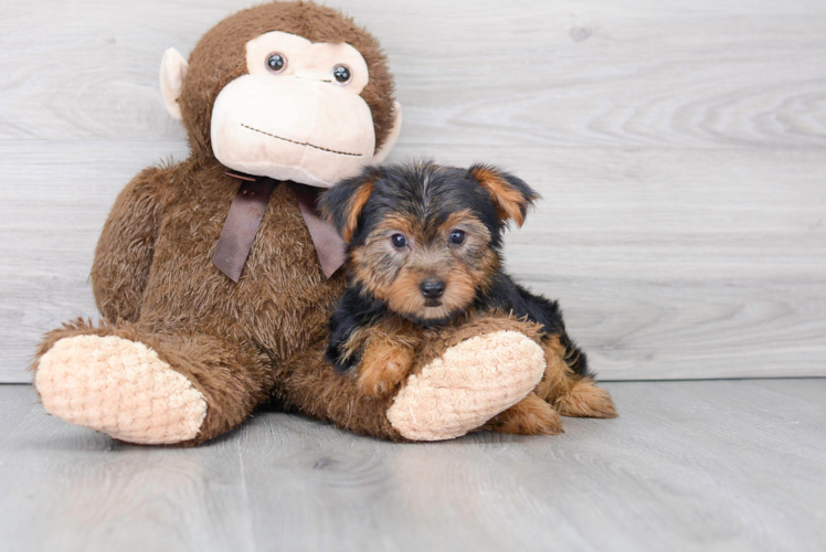 Cute Yorkshire Terrier Baby