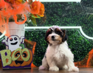 9 week old Yorkshire Terrier Puppy For Sale - Puppy Love PR