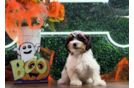 Cute Yorkshire Terrier Baby