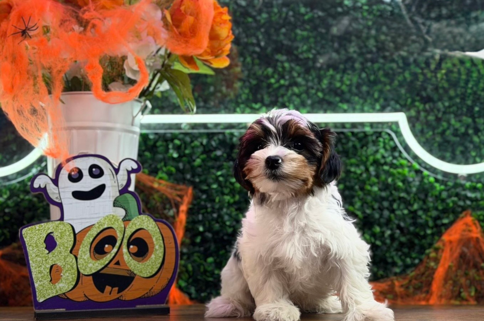 9 week old Yorkshire Terrier Puppy For Sale - Puppy Love PR