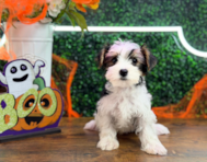 9 week old Yorkshire Terrier Puppy For Sale - Puppy Love PR