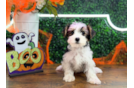 Best Yorkshire Terrier Baby