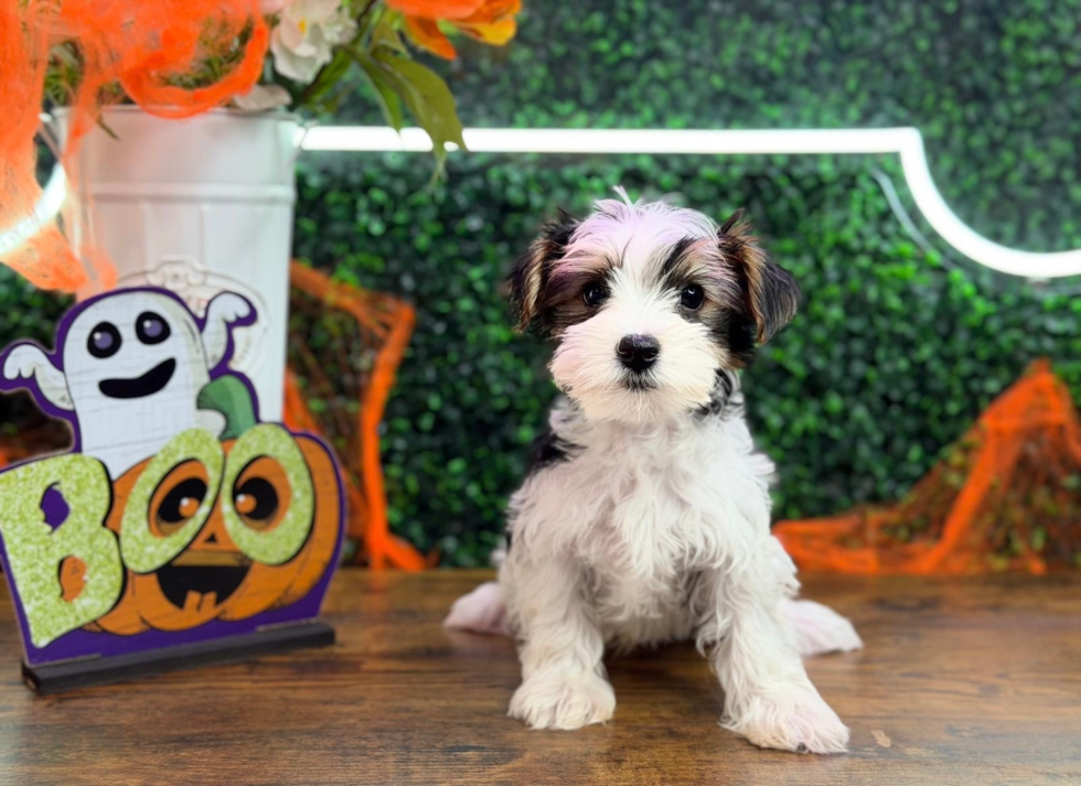 Best Yorkshire Terrier Baby