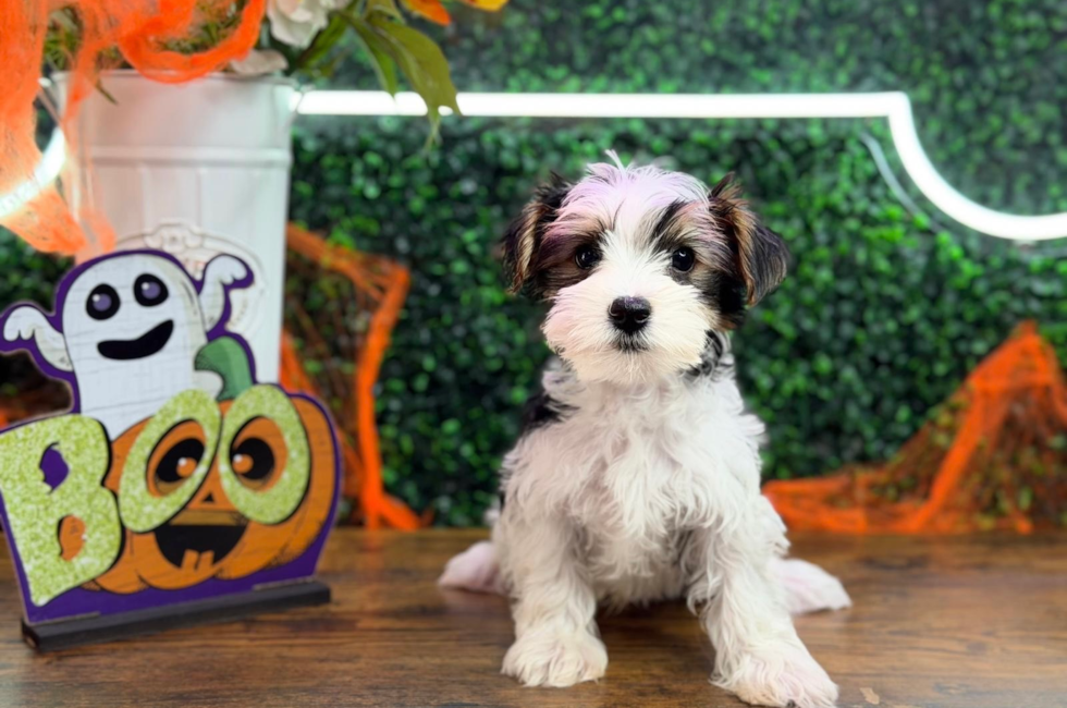 9 week old Yorkshire Terrier Puppy For Sale - Puppy Love PR
