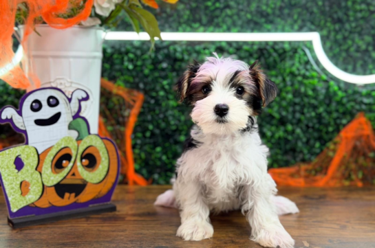 Best Yorkshire Terrier Baby