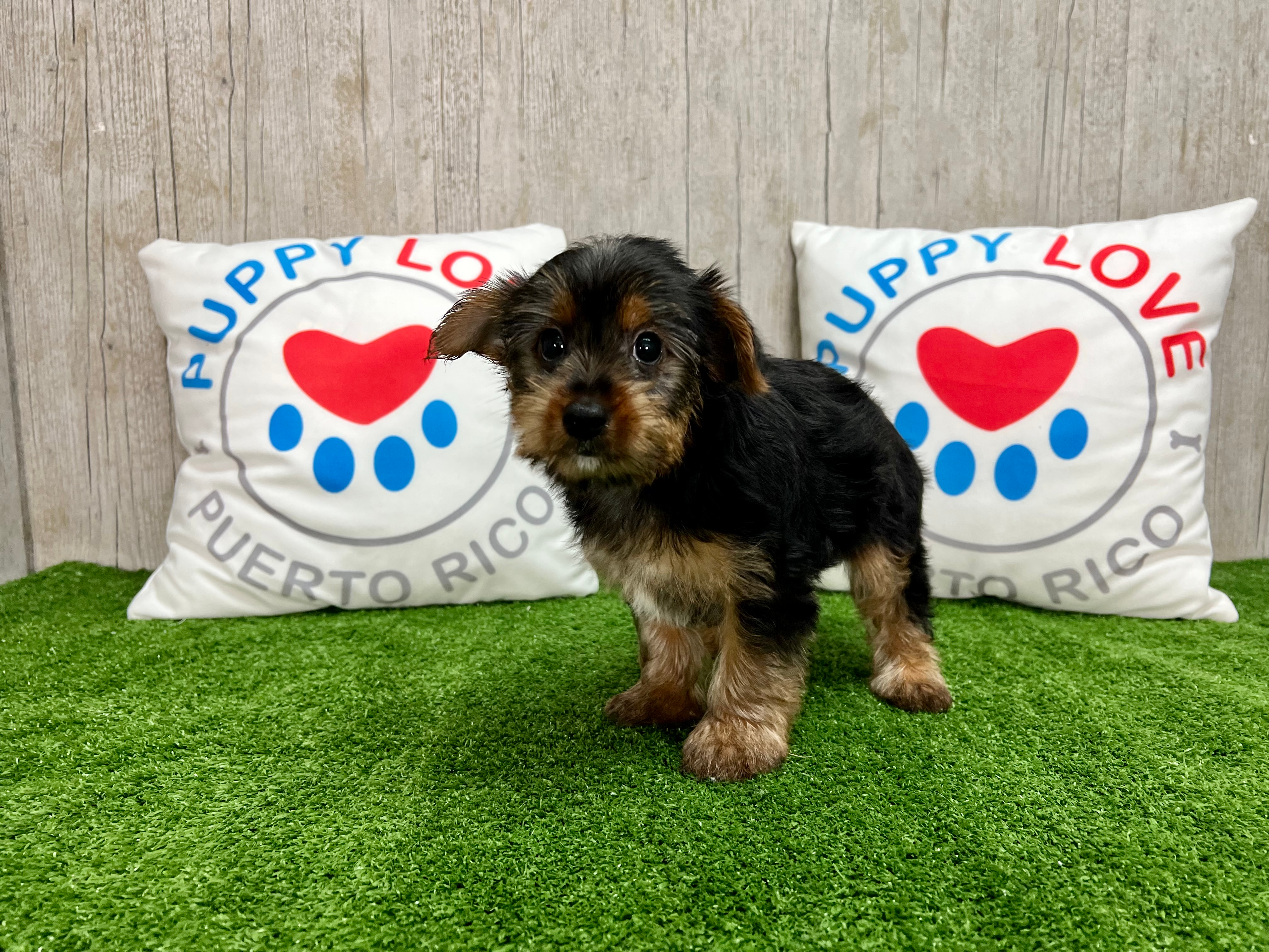 Yorkshire Terrier Puppy for Adoption