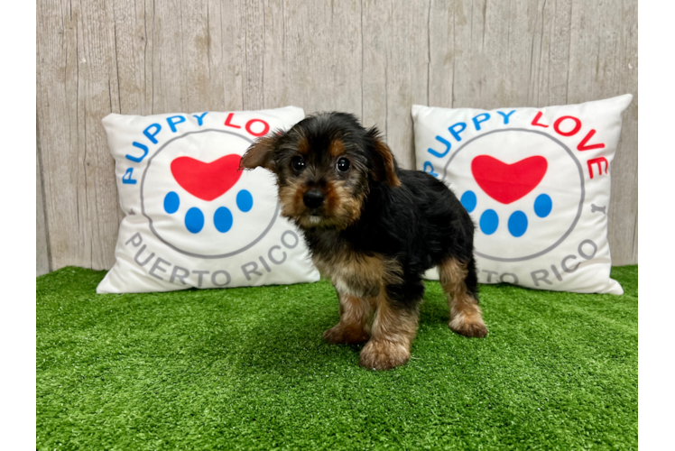 Meet Snickers - our Yorkshire Terrier Puppy Photo 1/3 - Puppy Love PR Yorkshire Terrier Puppy for Adoption